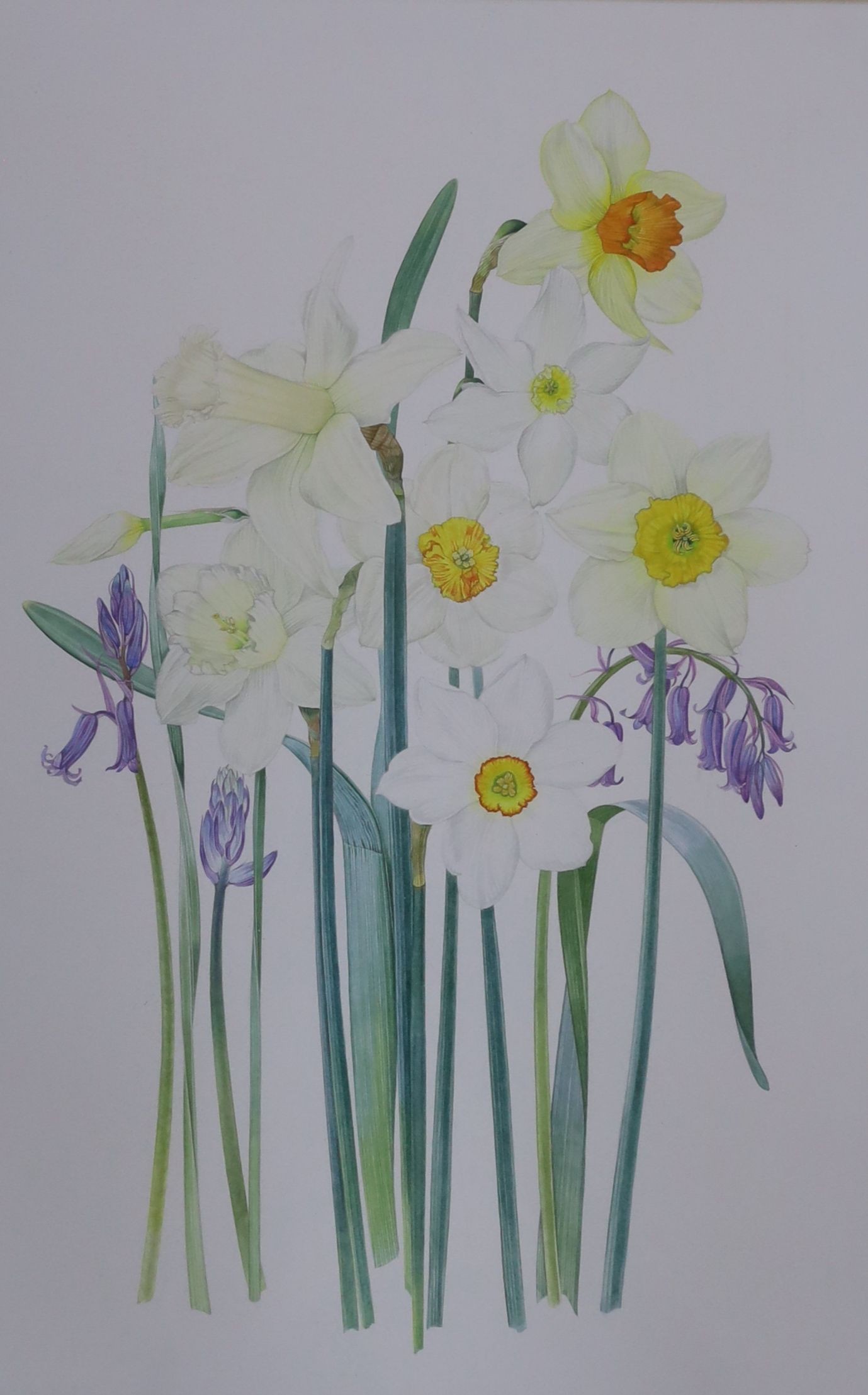 Kristen Rosenberg (b.1933), watercolour, Narcissi and bluebells, signed, 51 x 33cm